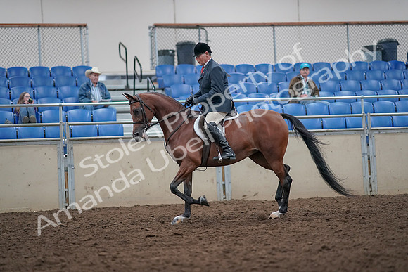 2019 Morgan Horse Show - Aug 31, 2019 - 14821