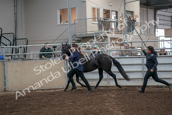 2019 Morgan Horse Show - Aug 31, 2019 - 00892