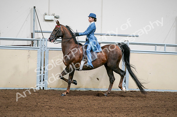 2020 - AB Morgan Horse - Fri, Sept 04 - 04949