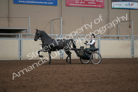 2019 Morgan Horse Show - Aug 31, 2019 - 04650