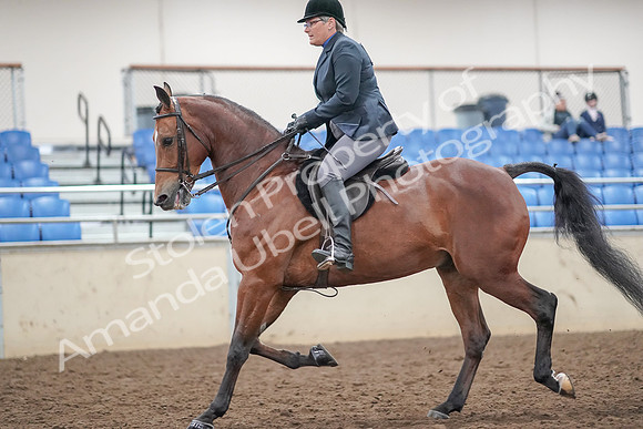 2019 Morgan Horse Show - Aug 30, 2019 - 20478