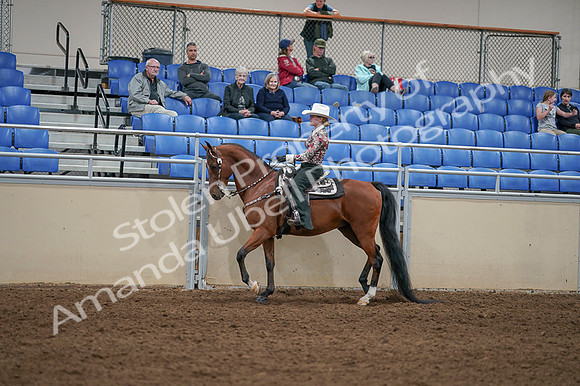 2020 - AB Morgan Horse - Fri, Sept 04 - 08315