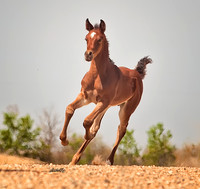 Arabians - 139