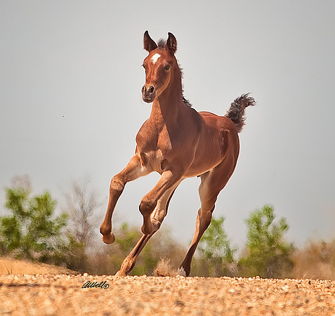 Arabians - 139
