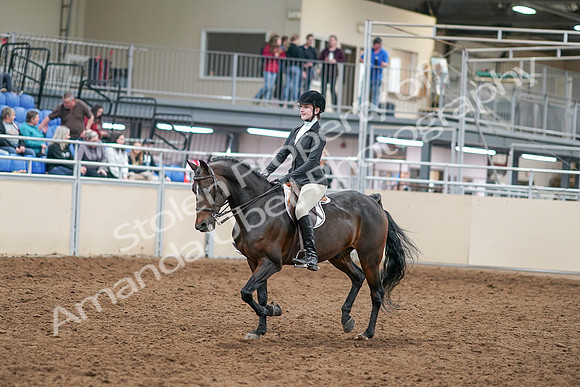 2020 - AB Morgan Horse - Sat, Sept 05 - 14195