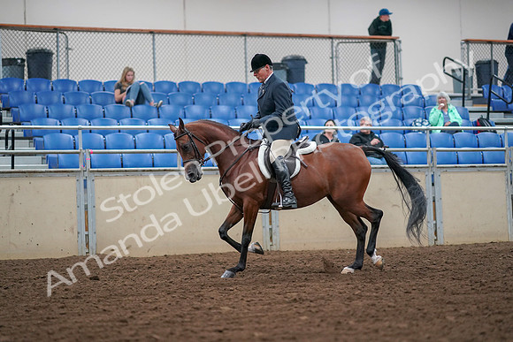 2019 Morgan Horse Show - Aug 30, 2019 - 16286