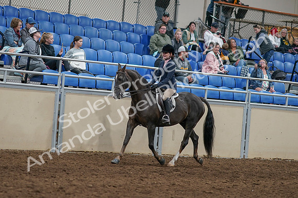 2020 - AB Morgan Horse - Sun, Sept 06 - 07736