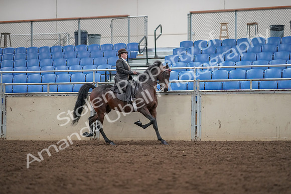 2019 Morgan Horse Show - Aug 30, 2019 - 28222