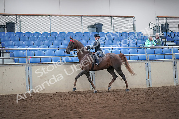 2019 Morgan Horse Show - Aug 30, 2019 - 17818