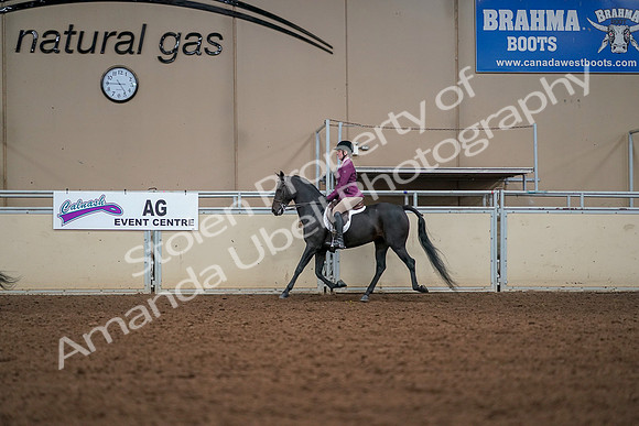 2019 Morgan Horse Show - Aug 30, 2019 - 23256