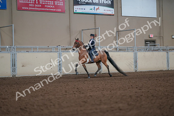 2019 Morgan Horse Show - Aug 31, 2019 - 19931