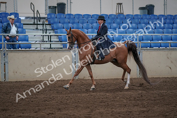 2019 Morgan Horse Show - Sept 01, 2019 - 11966