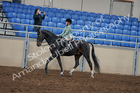 2020 - AB Morgan Horse - Sun, Sept 06 - 07804