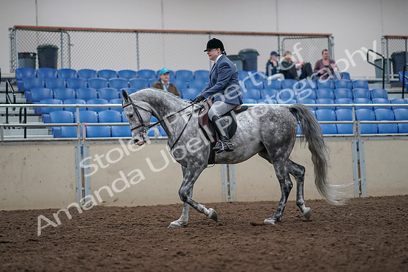 2019 Morgan Horse Show - Aug 31, 2019 - 14884
