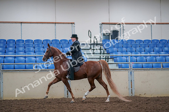 2019 Morgan Horse Show - Aug 30, 2019 - 21407
