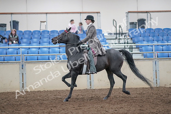 2019 Morgan Horse Show - Aug 31, 2019 - 09411