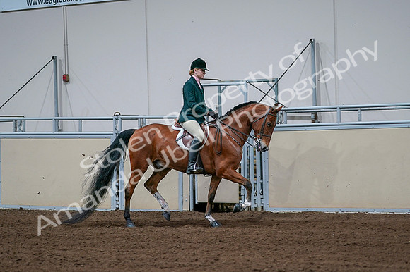2020 - AB Morgan Horse - Fri, Sept 04 - 01731