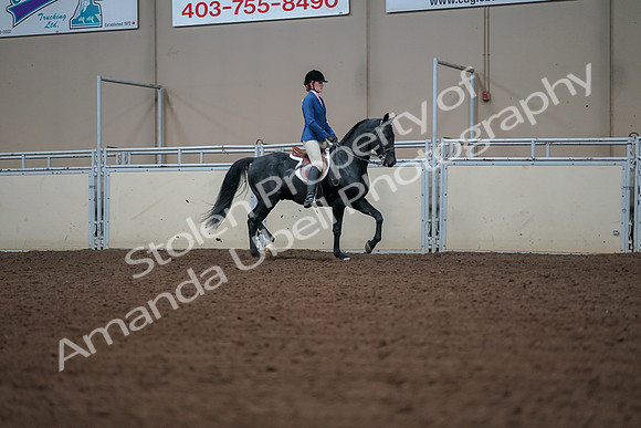 2019 Morgan Horse Show - Aug 30, 2019 - 18552