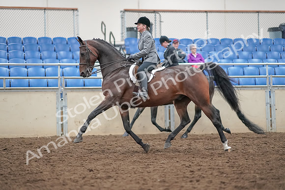 2019 Morgan Horse Show - Aug 30, 2019 - 20188
