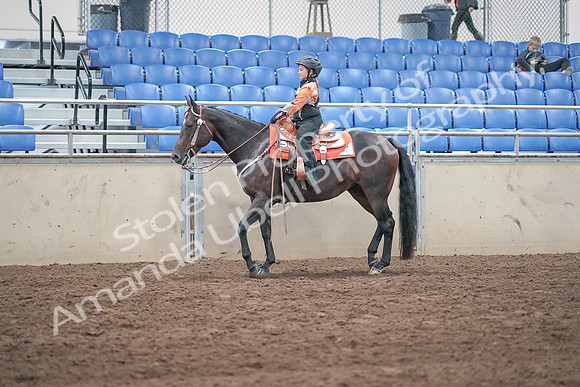 2019 Morgan Horse Show - Sept 01, 2019 - 05738