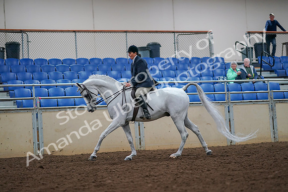 2019 Morgan Horse Show - Aug 30, 2019 - 17409
