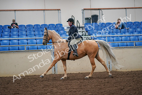 2019 Morgan Horse Show - Aug 30, 2019 - 16325