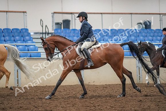2019 Morgan Horse Show - Aug 30, 2019 - 22410