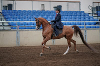 2019 Morgan Horse Show - Sept 01, 2019 - 11888