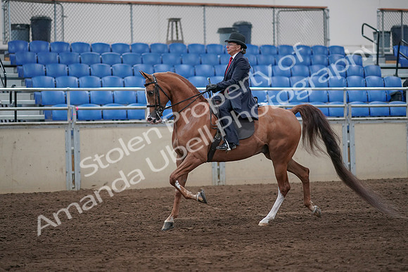 2019 Morgan Horse Show - Sept 01, 2019 - 11888