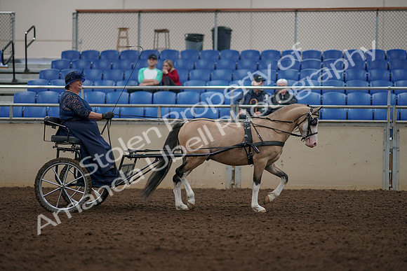 2019 Morgan Horse Show - Aug 31, 2019 - 04449