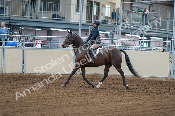 2020 - AB Morgan Horse - Fri, Sept 04 - 01493