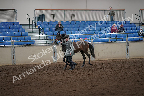 2019 Morgan Horse Show - Aug 30, 2019 - 25688