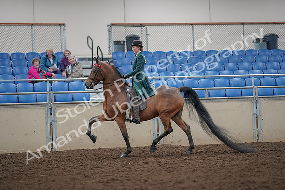 2019 Morgan Horse Show - Aug 30, 2019 - 27890