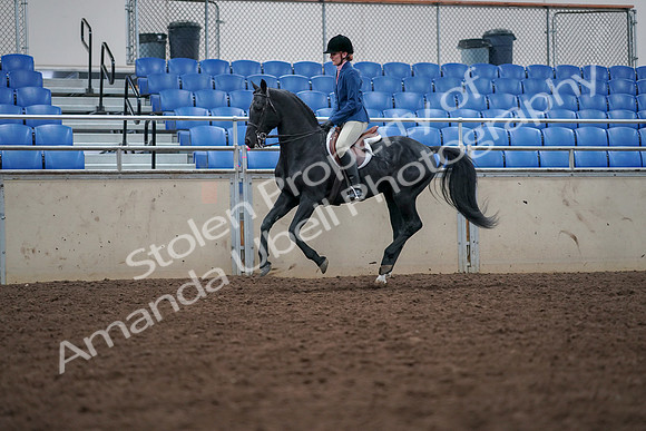 2019 Morgan Horse Show - Aug 30, 2019 - 18449
