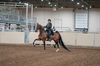 2020 - AB Morgan Horse - Fri, Sept 04 - 09512