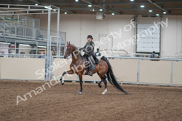 2020 - AB Morgan Horse - Fri, Sept 04 - 09512