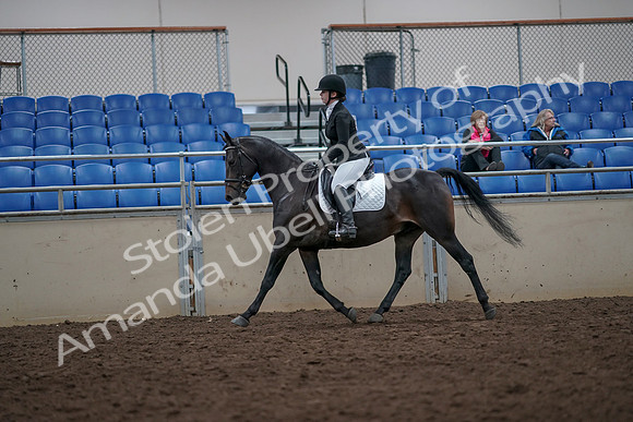 2019 Morgan Horse Show - Aug 31, 2019 - 16549
