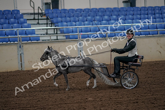 2019 Morgan Horse Show - Aug 30, 2019 - 13148