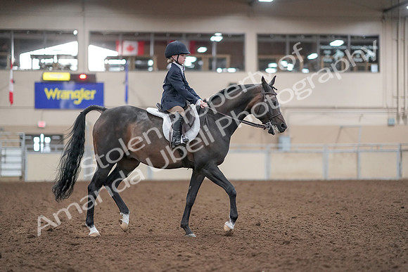 2019 Morgan Horse Show - Aug 31, 2019 - 19564