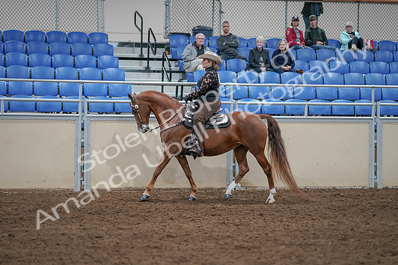 2020 - AB Morgan Horse - Fri, Sept 04 - 08340