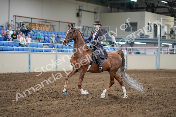 2020 - AB Morgan Horse - Sat, Sept 05 - 06161
