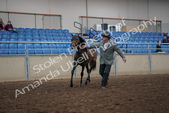 2019 Morgan Horse Show - Aug 31, 2019 - 02842