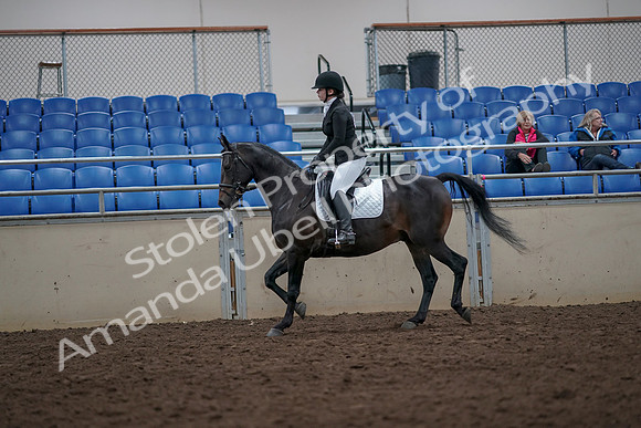 2019 Morgan Horse Show - Aug 31, 2019 - 16551
