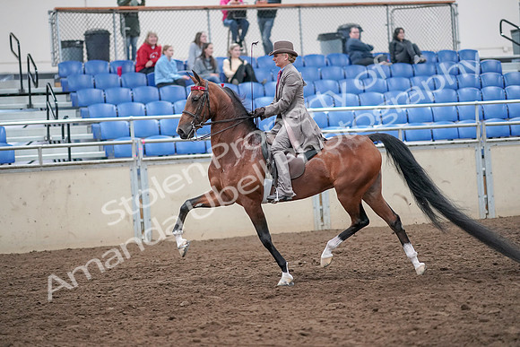 2019 Morgan Horse Show - Aug 31, 2019 - 21963