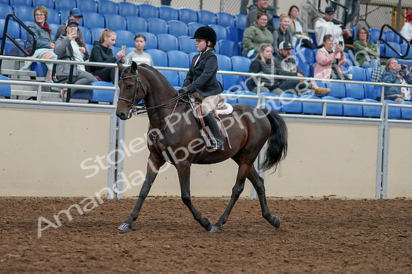 2020 - AB Morgan Horse - Sun, Sept 06 - 07886