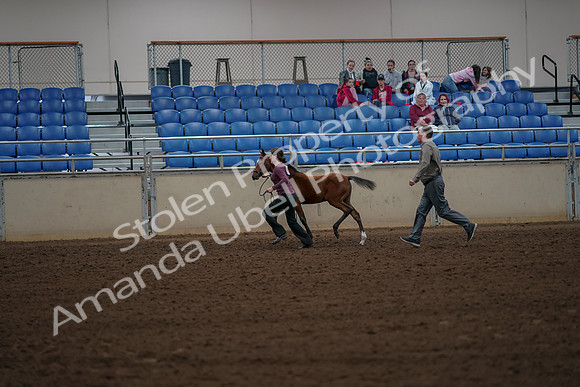 2019 Morgan Horse Show - Aug 30, 2019 - 24824