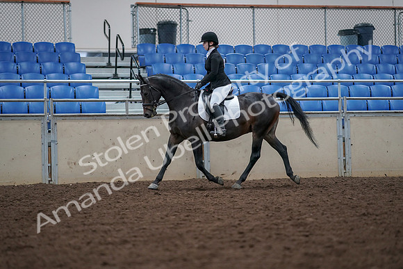 2019 Morgan Horse Show - Aug 30, 2019 - 18394