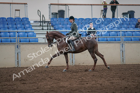2019 Morgan Horse Show - Sept 01, 2019 - 08758
