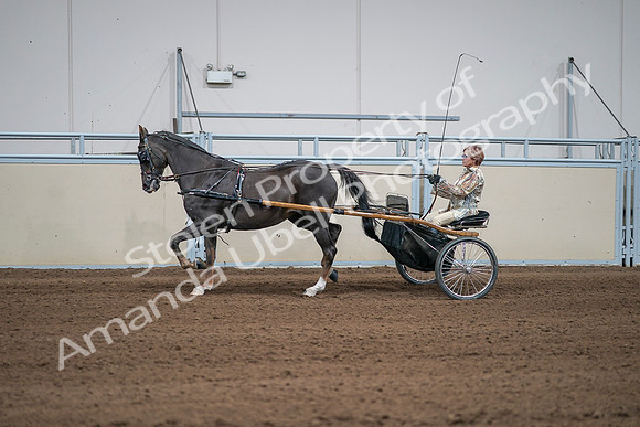 2020 - AB Morgan Horse - Sat, Sept 05 - 05887