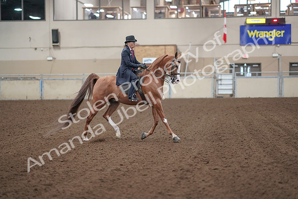 2019 Morgan Horse Show - Sept 01, 2019 - 12071
